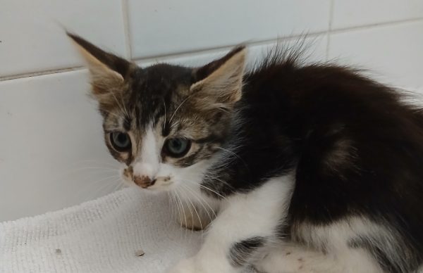 Município incentiva à adoção responsável de animais