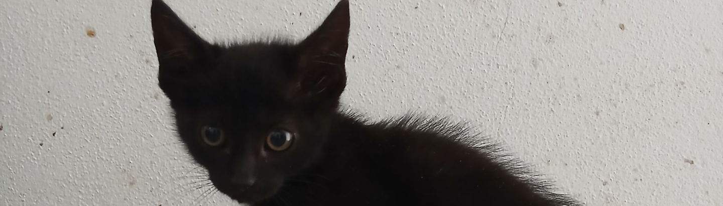 Município incentiva à adoção responsável de animais