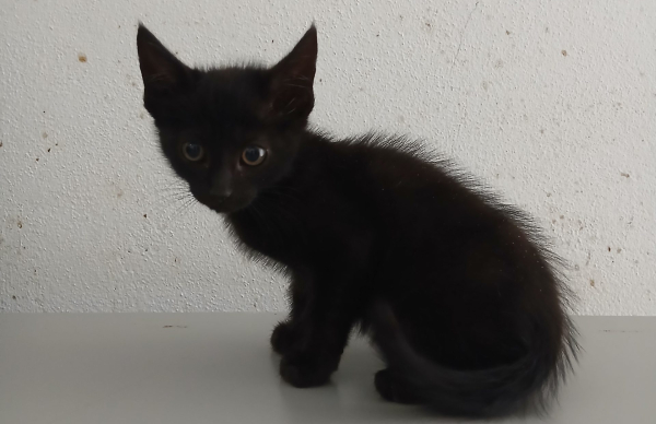 Município incentiva à adoção responsável de animais