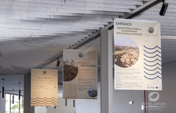 Visite a exposição “Sargaço: ontem, hoje e amanhã”