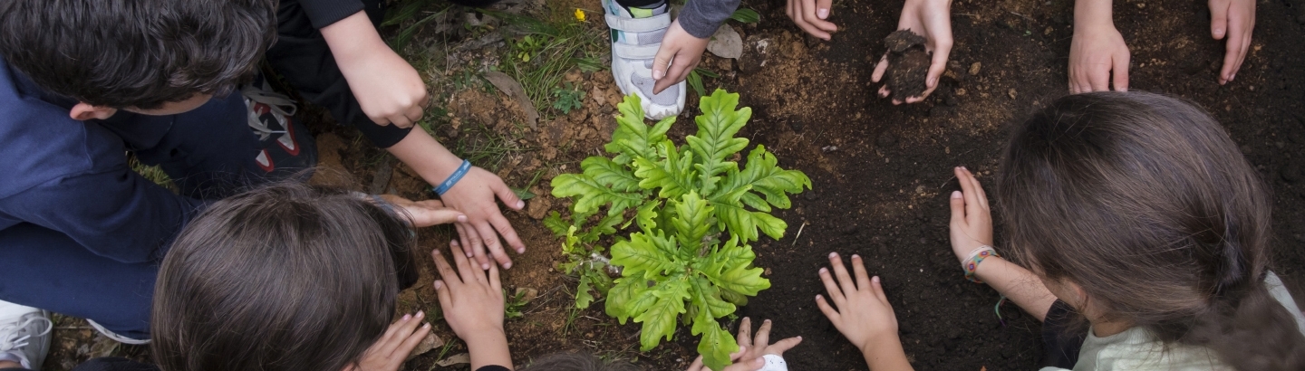 Ação de plantação de árvores na Póvoa de Varzim