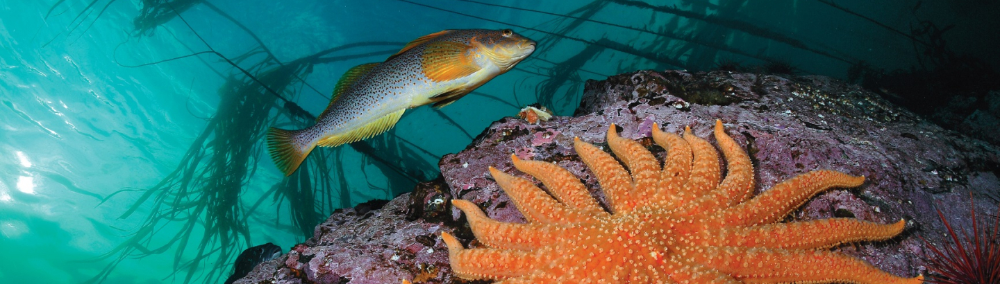 Póvoa de Varzim inaugura exposição com fotografias da National Geographic