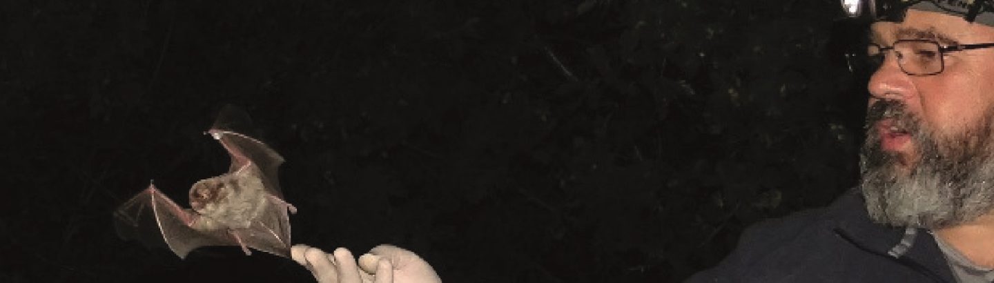 ECOS - Passeios à conversa na Natureza: Morcegos