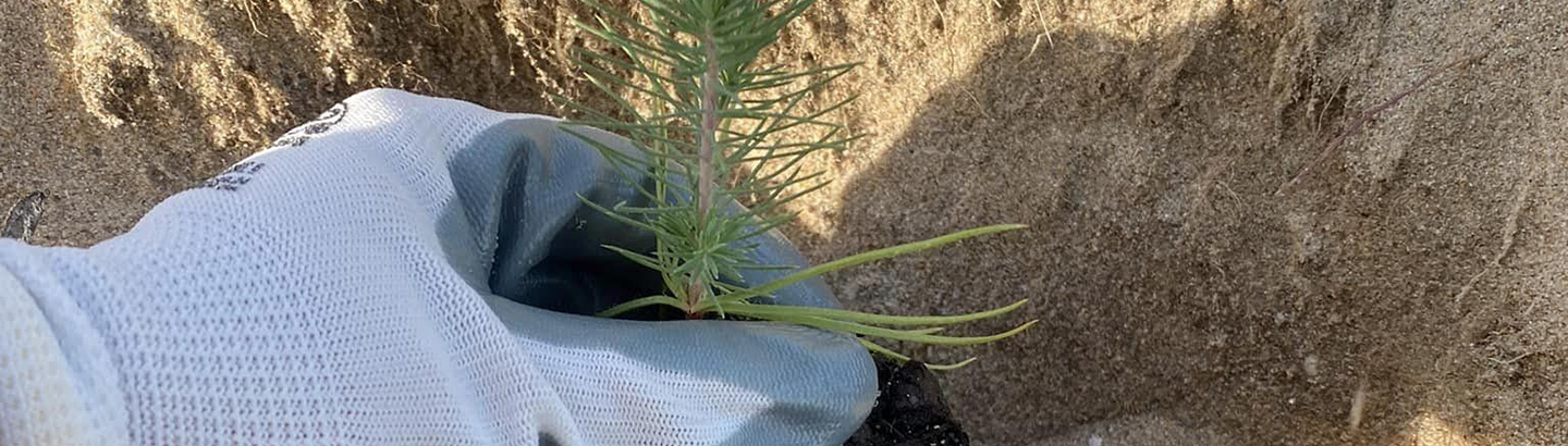 Aguçadoura assinalou Dia da Floresta Autóctone com plantação comunitária