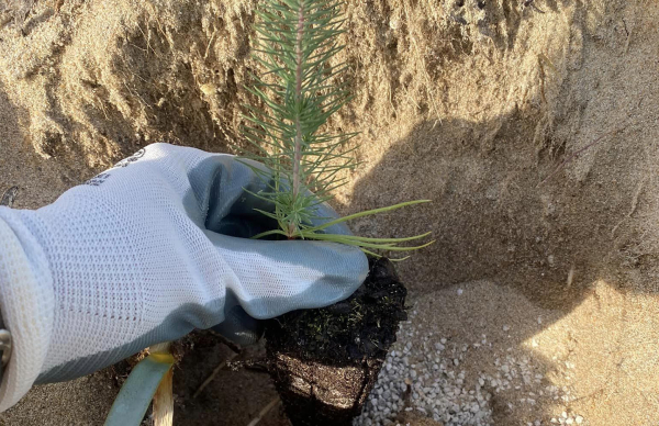 Aguçadoura assinalou Dia da Floresta Autóctone com plantação comunitária