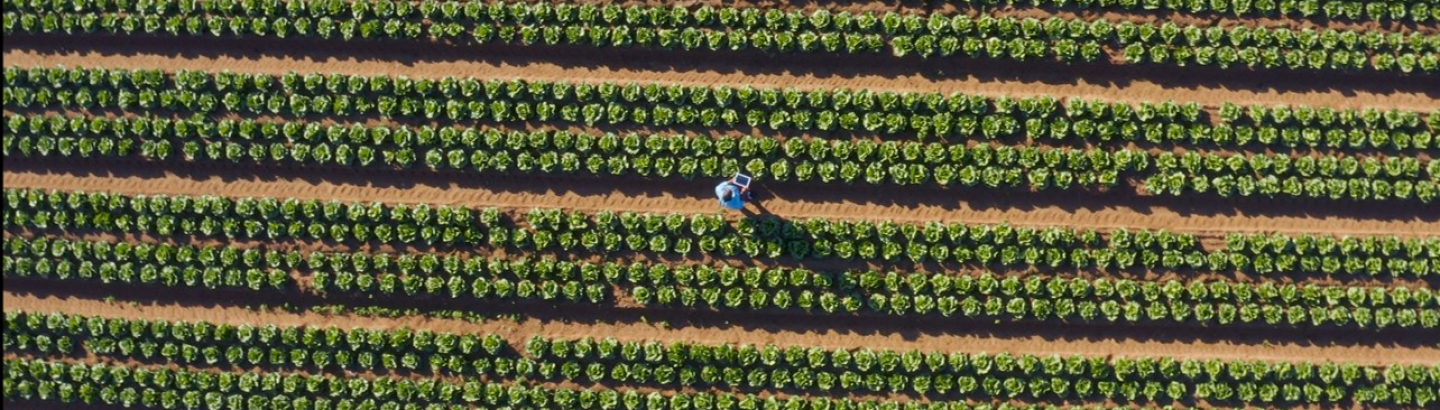 Câmara Municipal convida à florestação de terras não-agrícolas