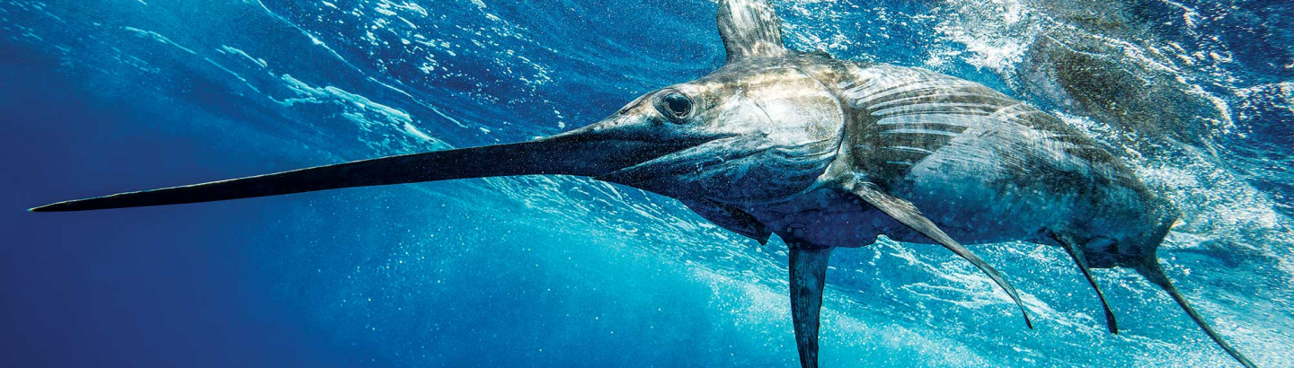 Município informa para apoio à cessação temporária da pesca do espadarte