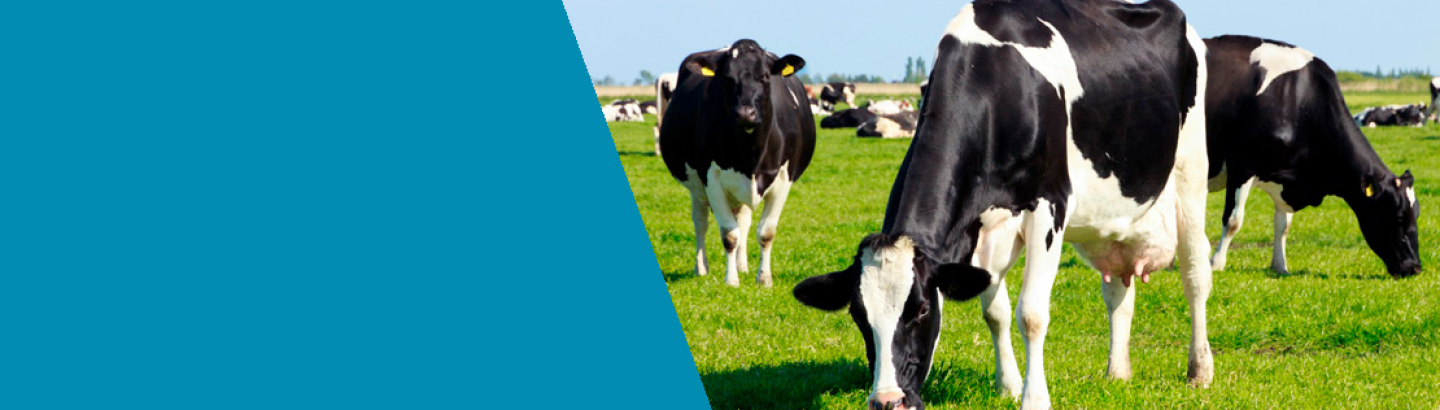 Apoio a Pequenos Investimentos em Exploração Agrícola