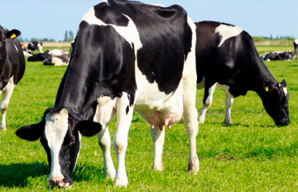 Apoio a Pequenos Investimentos em Exploração Agrícola