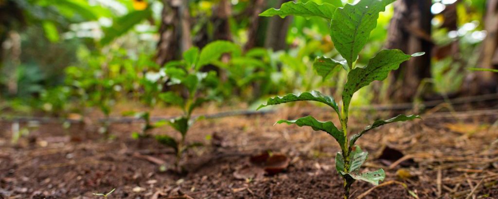 Investimento produtivo bioeconomia – Modernização | Setor Floresta