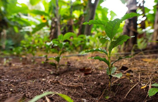 Investimento produtivo bioeconomia – Modernização | Setor Floresta
