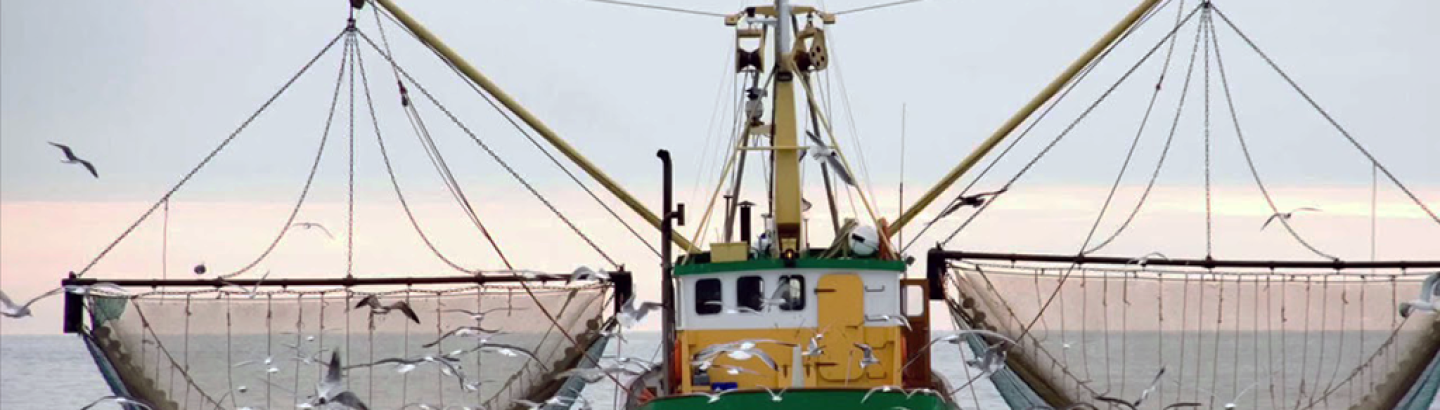 Apoio à preparação e execução dos planos anuais de produção e de comercialização das organizações de produtores – Plano de Produção e Comercialização de 2025