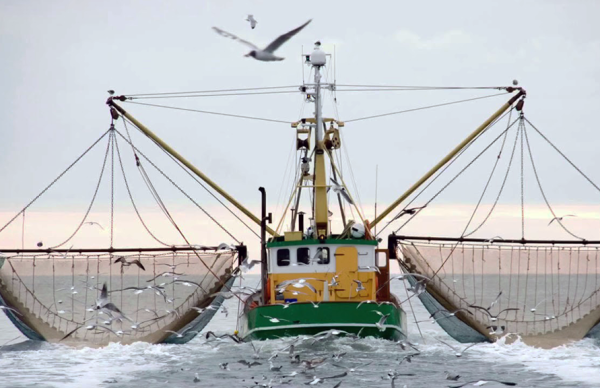 Apoio à preparação e execução dos planos anuais de produção e de comercialização das organizações de produtores – Plano de Produção e Comercialização de 2025