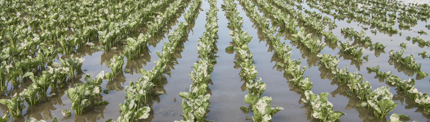 Comunicação de prejuízos na atividade agrícola | Intempéries