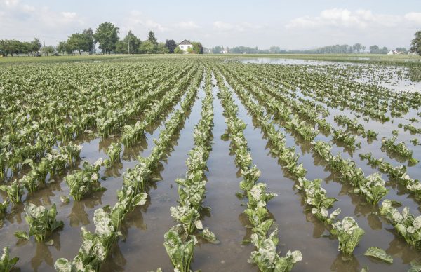 Comunicação de prejuízos na atividade agrícola | Intempéries