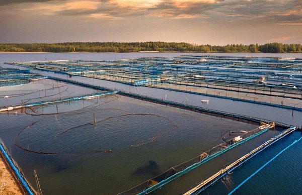 Desenvolvimento Sustentável da Aquicultura no Domínio dos Investimentos Produtivos