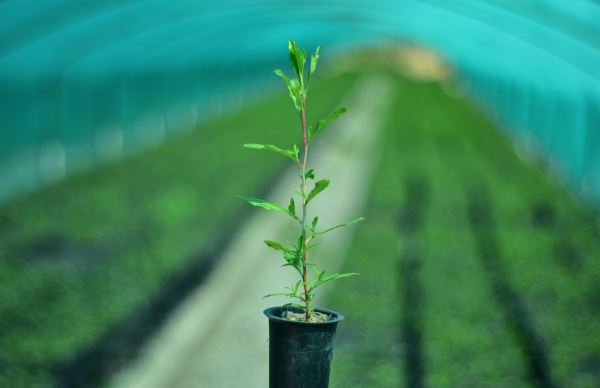 Já abriu o primeiro concurso do PEPAC para "Grupos Operacionais para a Inovação"