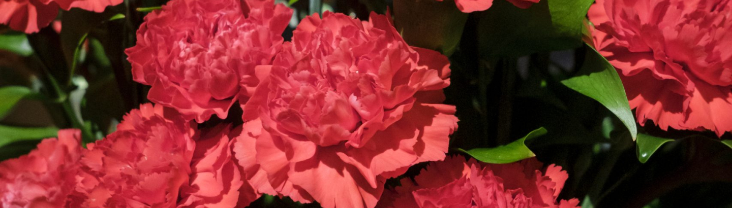 Póvoa de Varzim comemora 52 anos de Liberdade