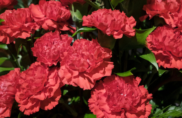 Póvoa de Varzim comemora 52 anos de Liberdade