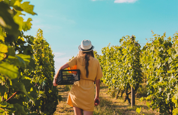 Programa EWA para apoiar mulheres empreendedoras no setor agroalimentar