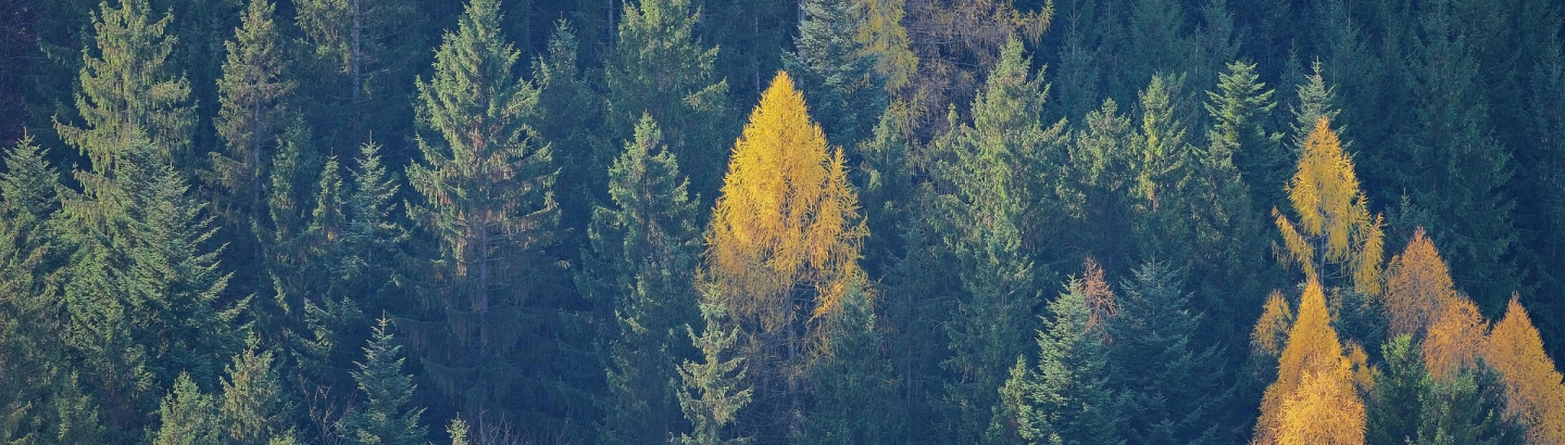 Aviso - Melhoria do Valor Económico das Florestas | Recuperação de Povoamentos Florestais em Subprodução