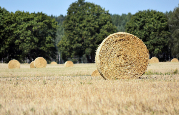 Apoios europeus criam oportunidades para o setor agroalimentar